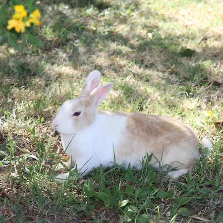 Casa rural Il Rustico